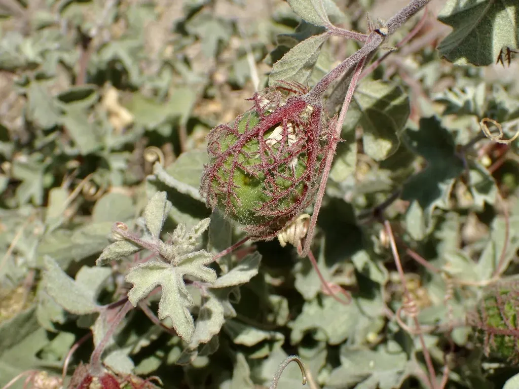 Passiflora Pentaschista
