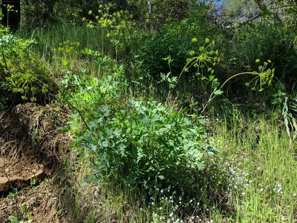 California Lomatium