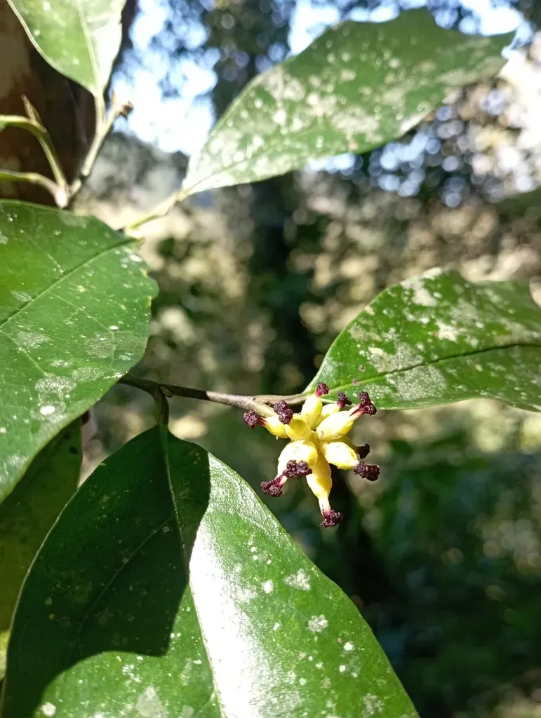 Eustigma Oblongifolium