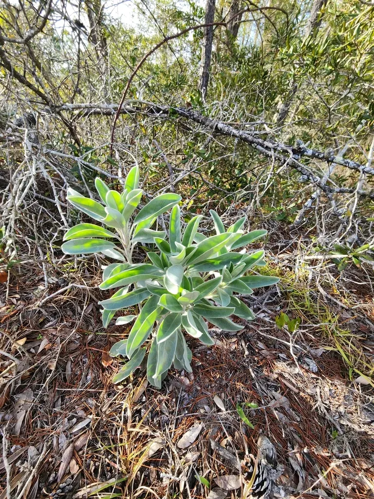 Gulf Coast Lupine