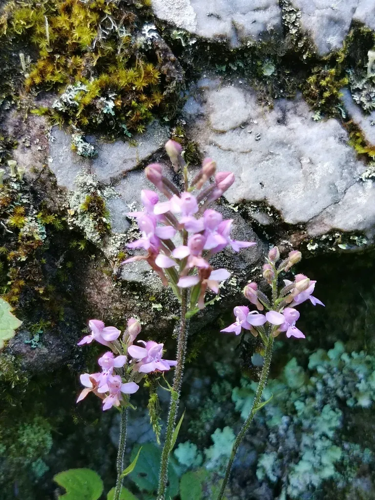 Cynorkis Kassneriana