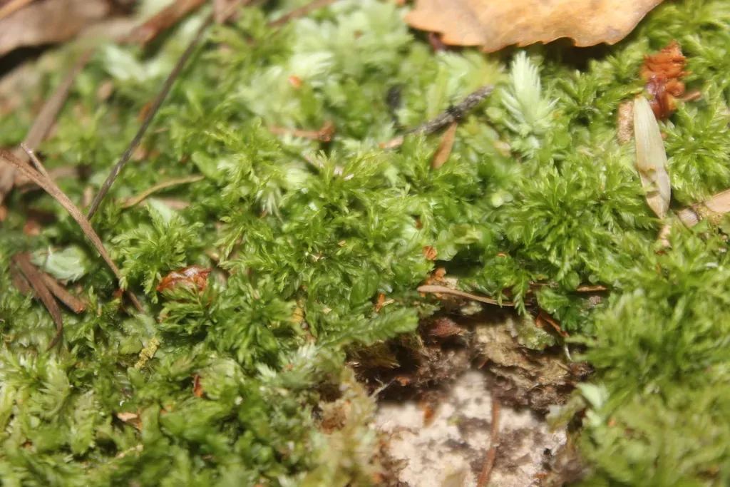 Hymenodontopsis Bifaria