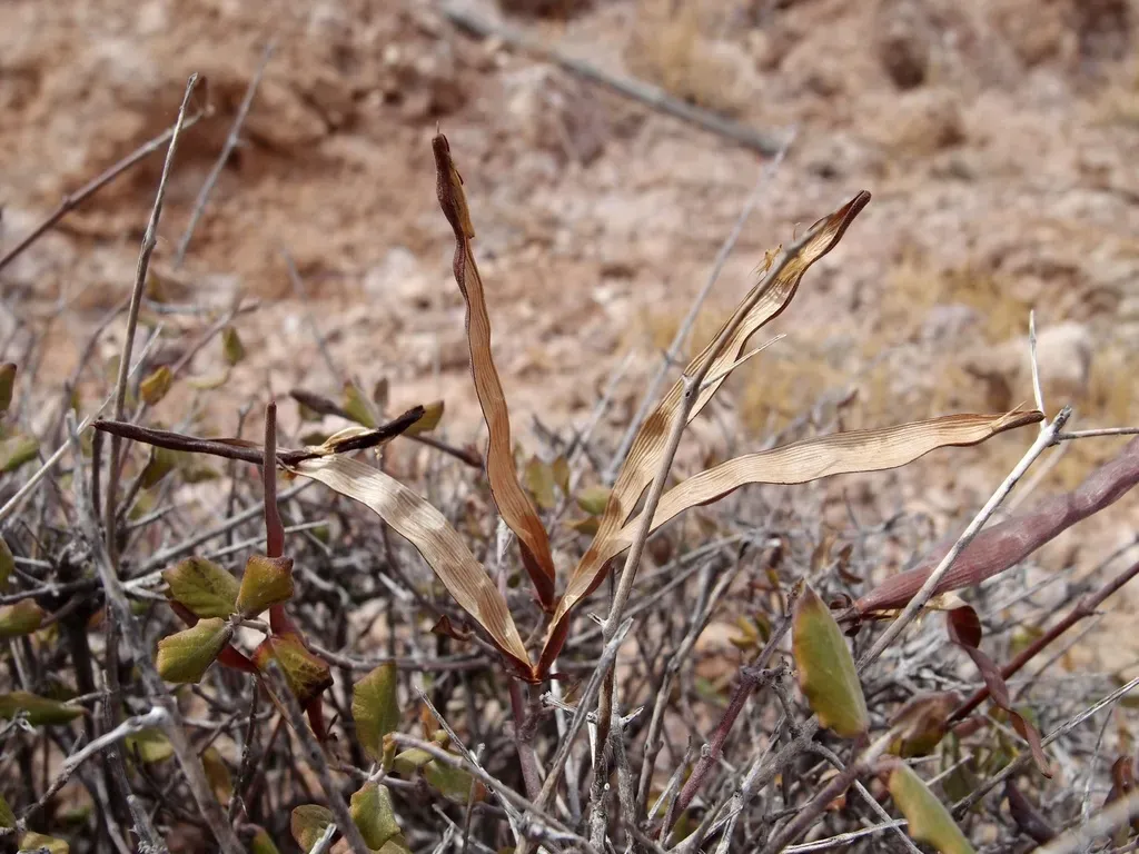 Mandevilla Nacapulensis