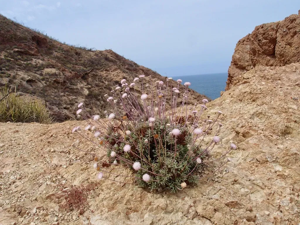 Hofmeisteria Crassifolia