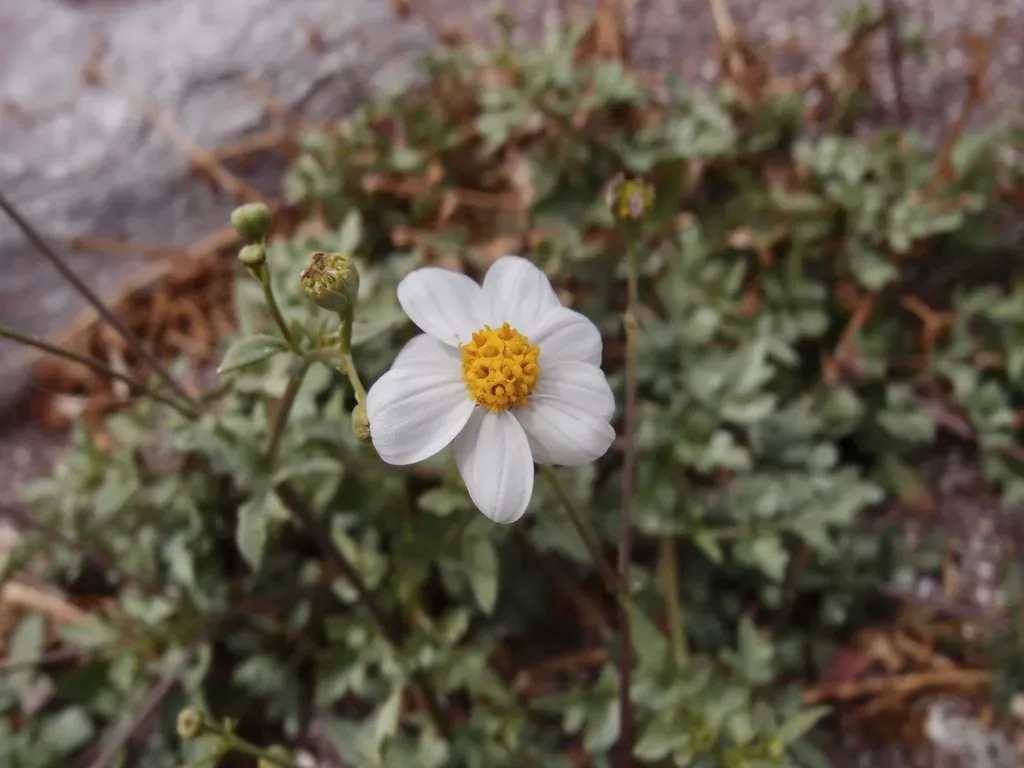 Coreocarpus Sonoranus