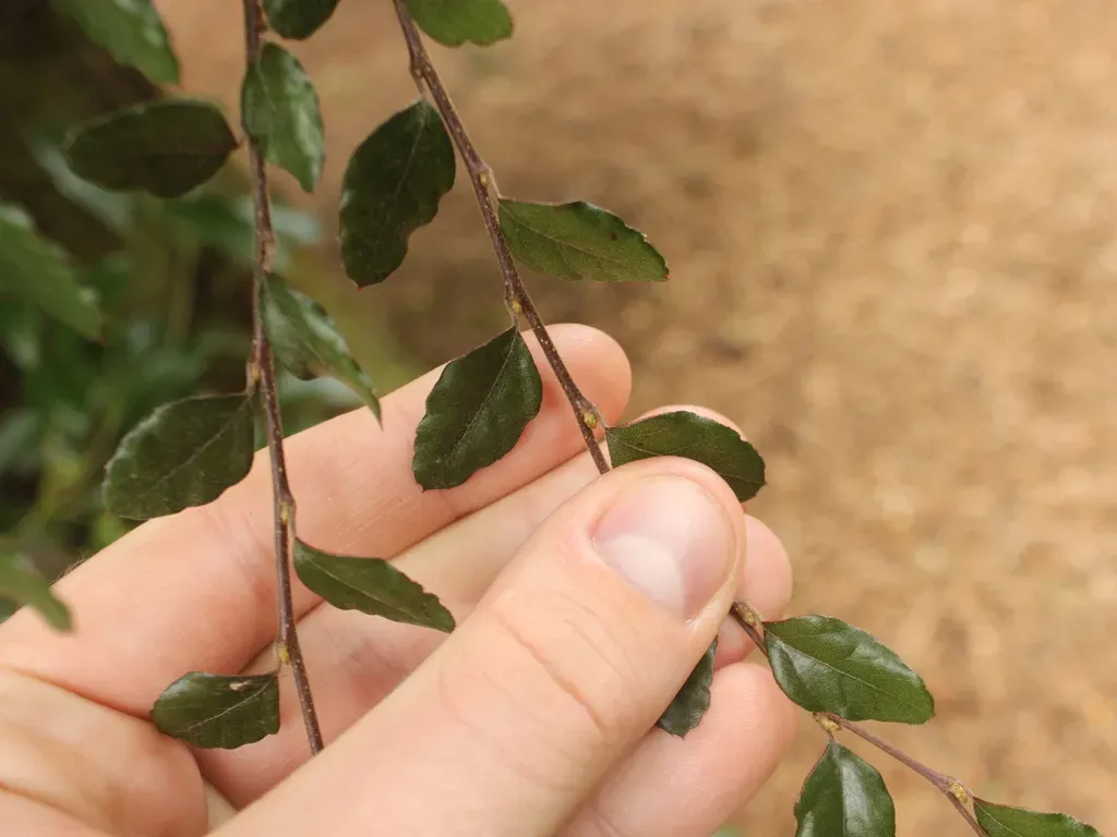 Nothofagus × Blairii