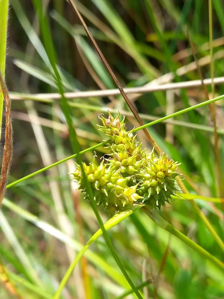 Carex Flaviformis