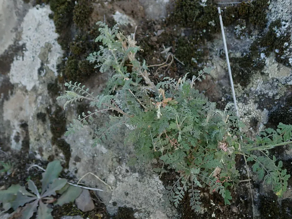 Descurainia Artemisioides