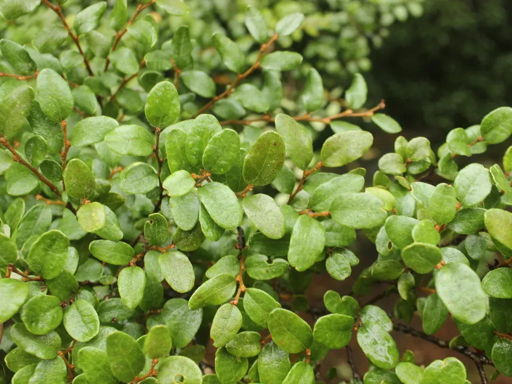 Nothofagus Cliffortioides × Nothofagus Solandri