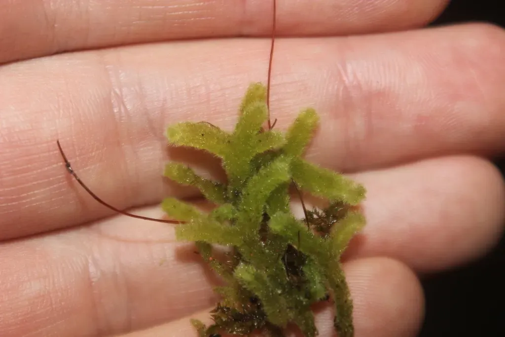 Teddy Bear Liverwort