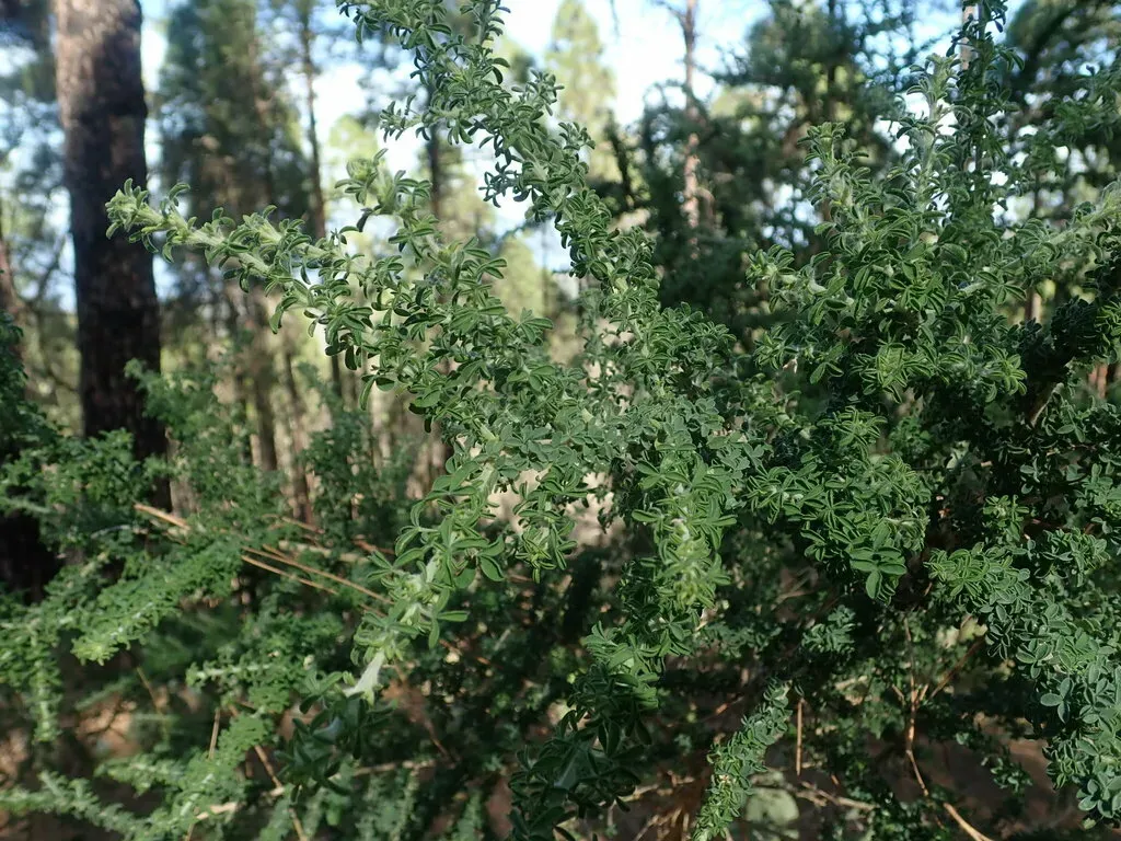 Canary Island Flatpod