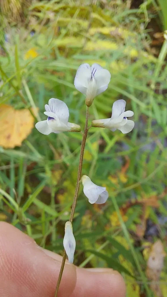 Fourleaf Vetch