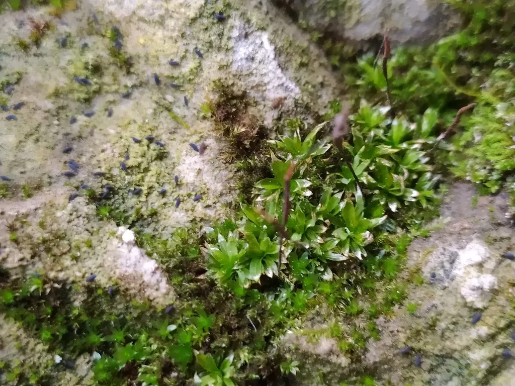 Awl-leaved Screw-moss