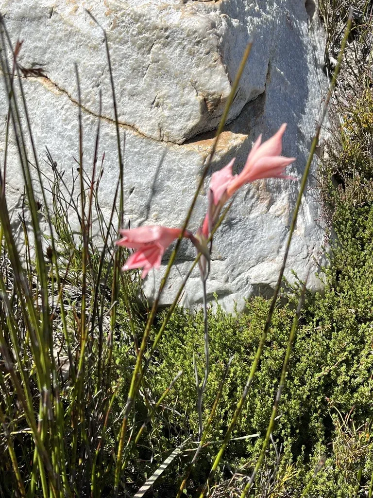Gladiolus Dolichosiphon