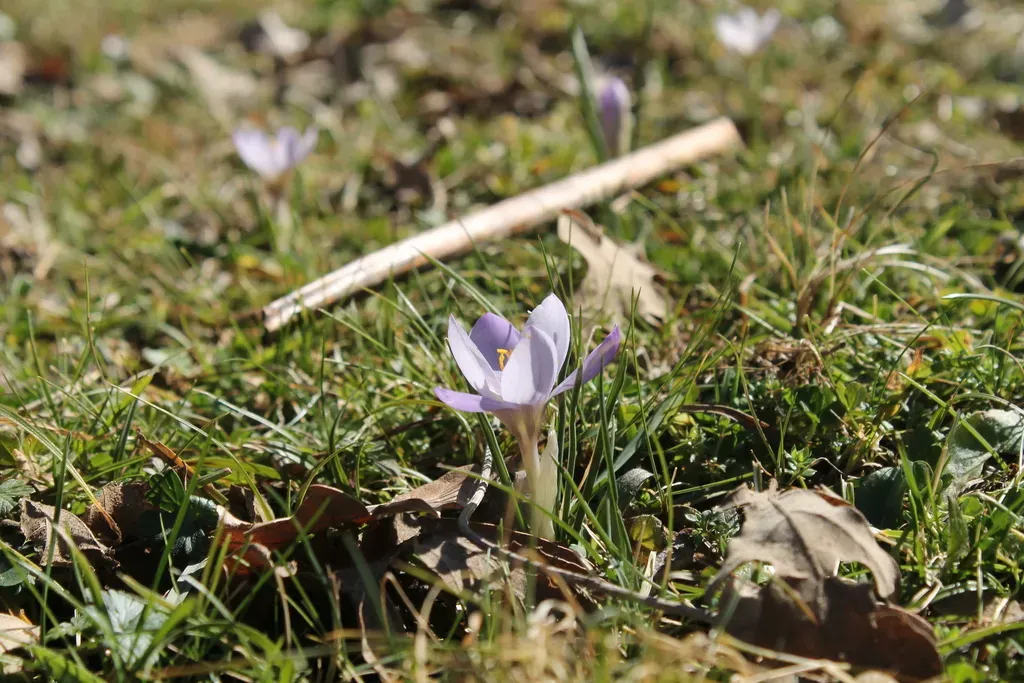 Crocus Carpetanus