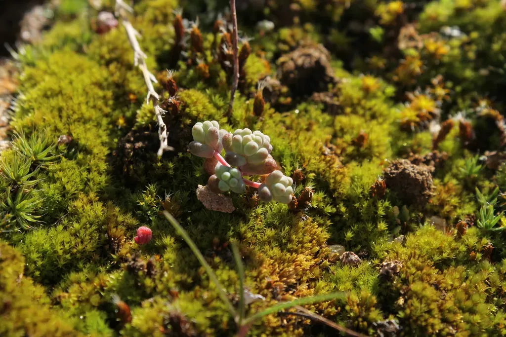 Sedum Pedicellatum