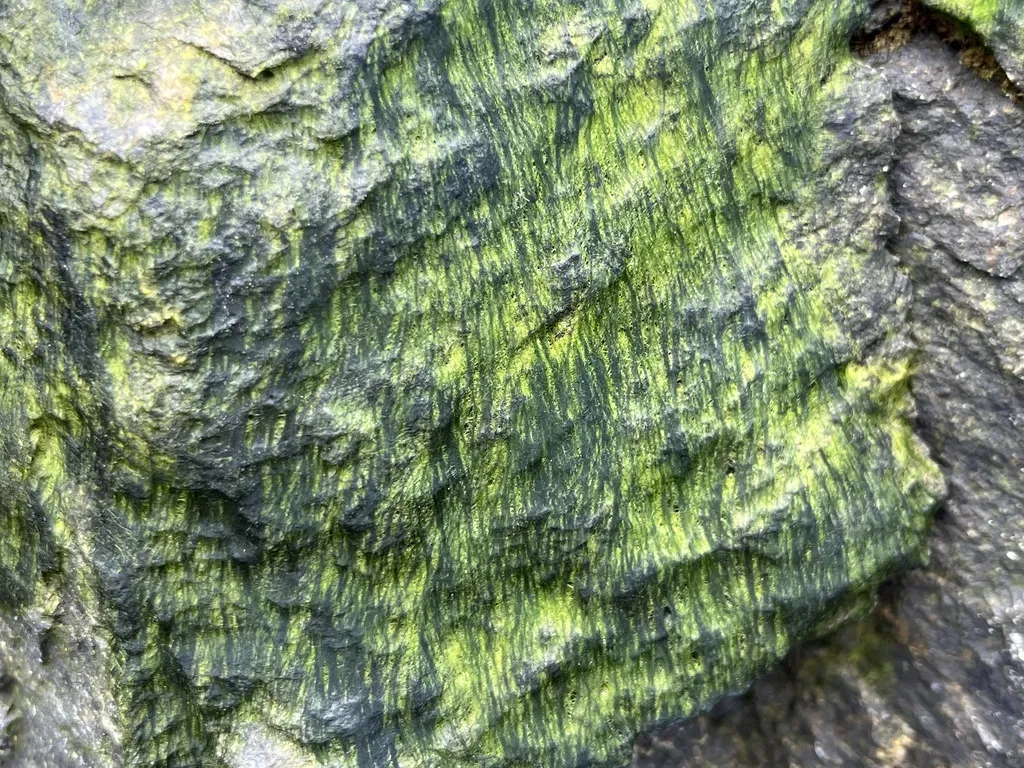 Urospora Penicilliformis