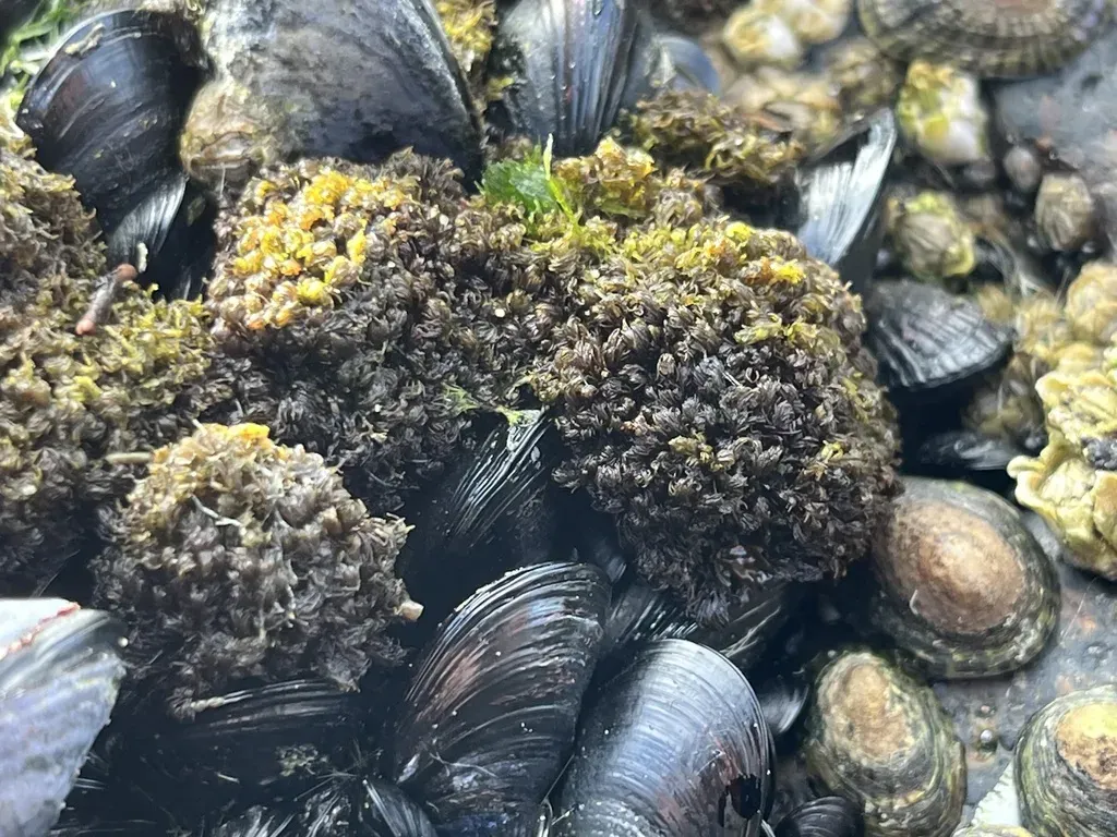 Bostrychia Intricata