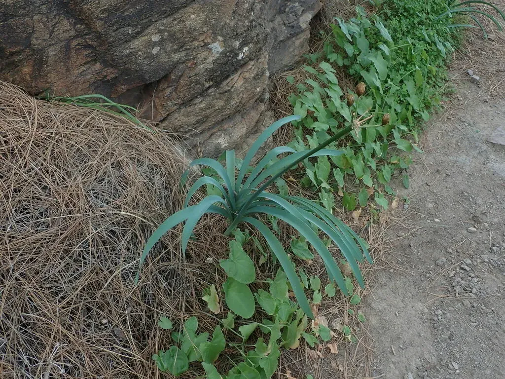 Pancratium Canariense