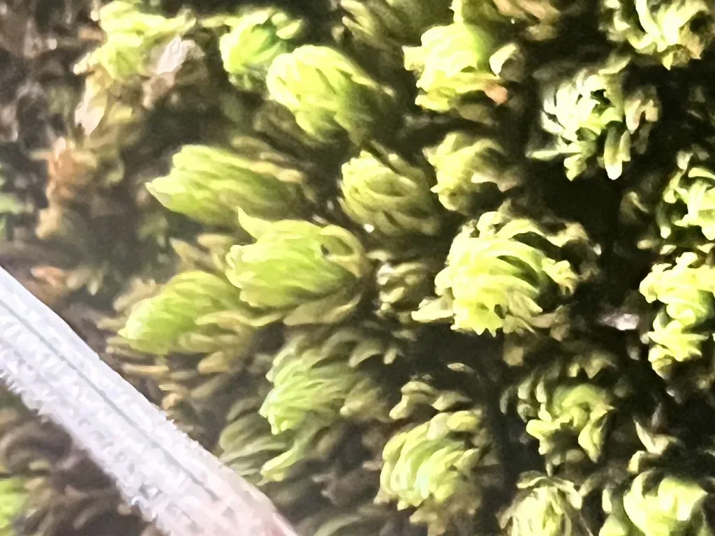 Macromitrium Piliferum