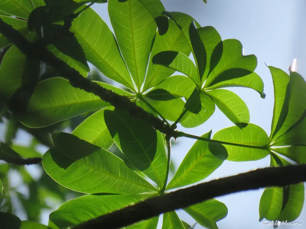 Pachira Inaequalivalvis