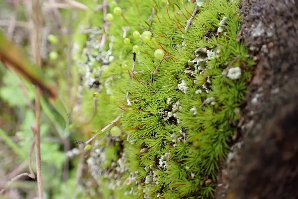 Rigid Apple Moss
