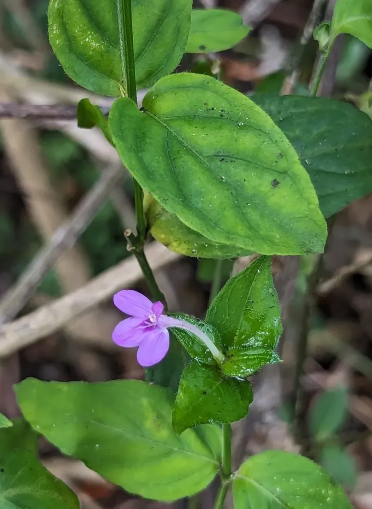 Siphonoglossa Sessilis