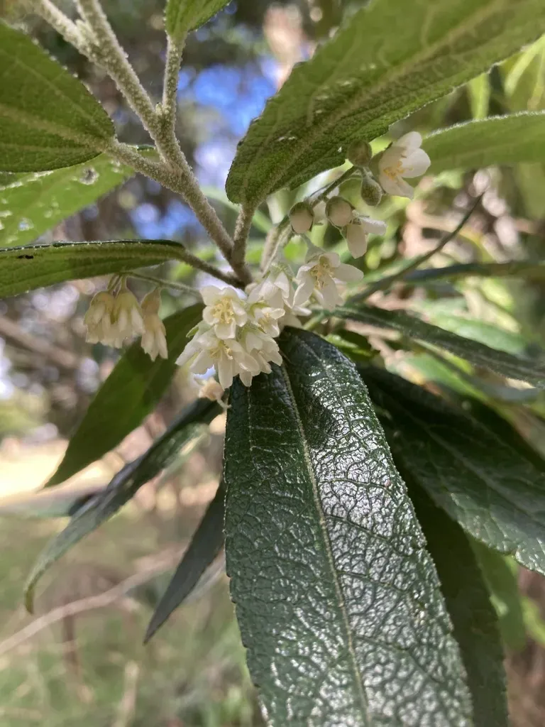 Asterotrichion Discolor