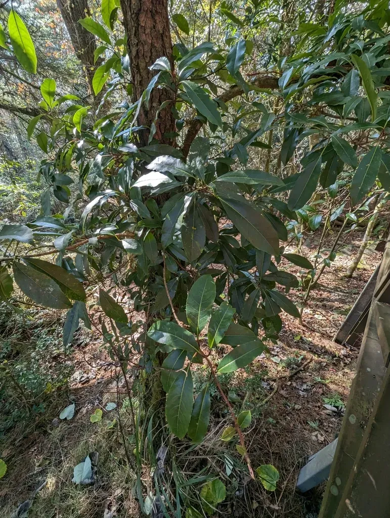 Entire-leaved Hydrangea