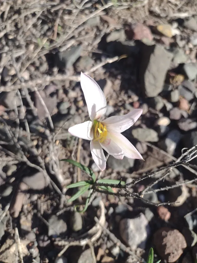 Zephyranthes Jamesonii