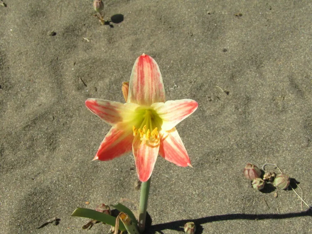 Zephyranthes Maculata