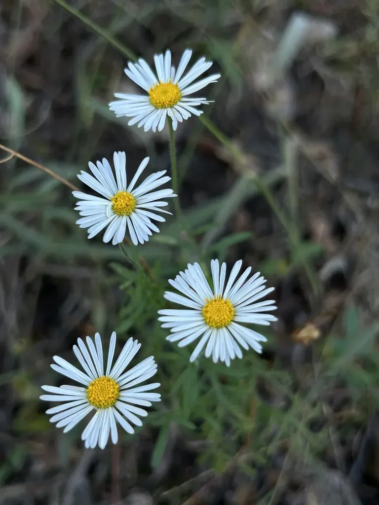 Chaparral Fleabane