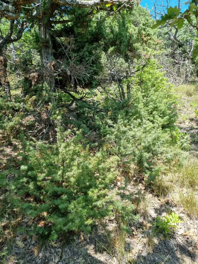 Eastern Prickly Juniper