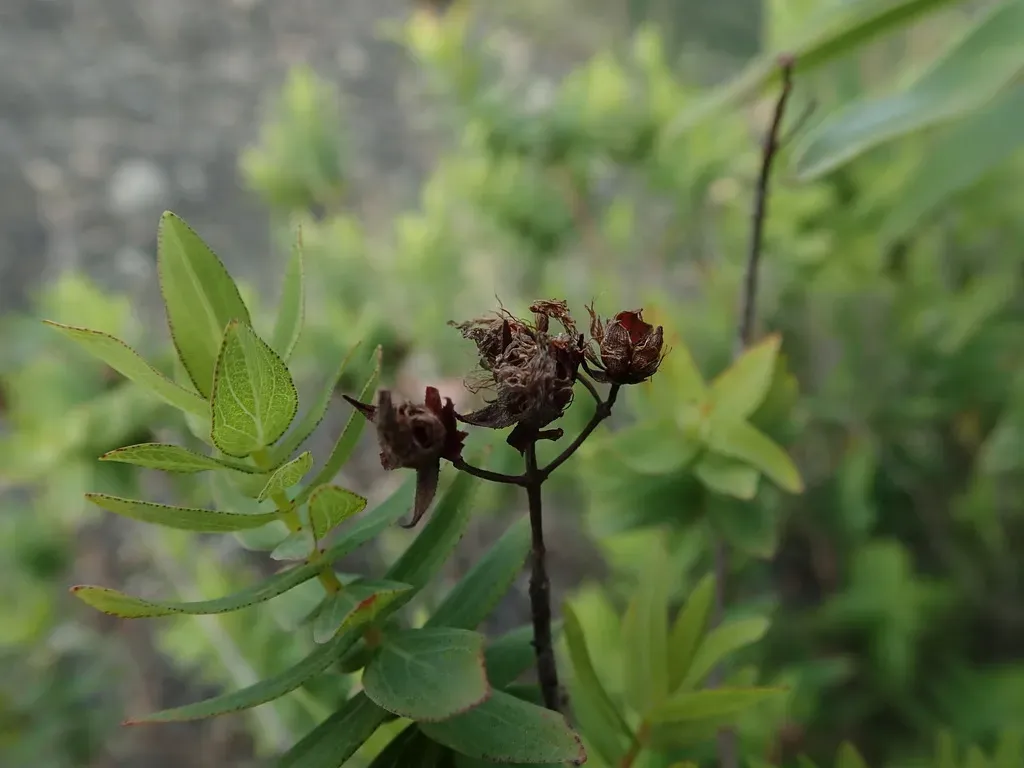 Hypericum Reflexum