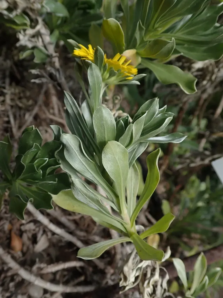 Asteriscus Intermedius