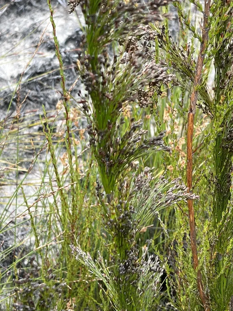 False Horsetail Capereed