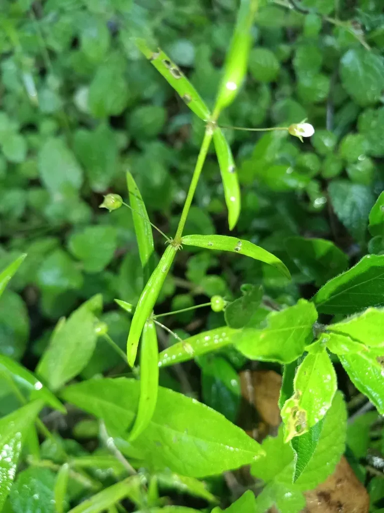 Oldenlandia Lancifolia