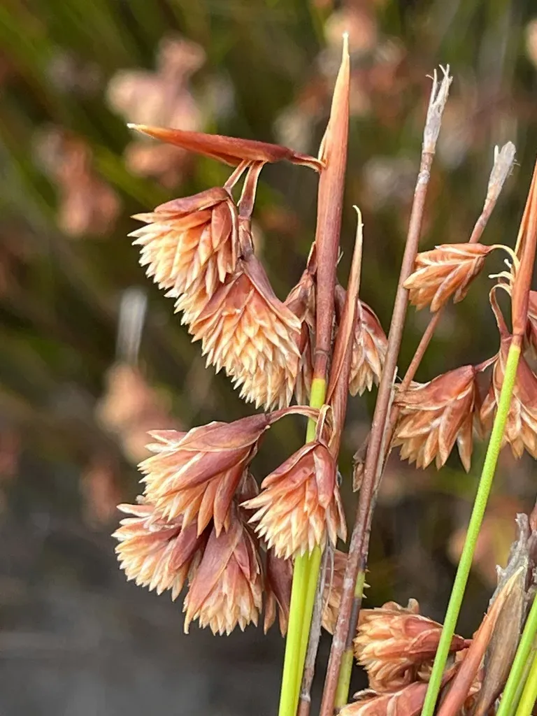 Sandvlakte Tasselreed