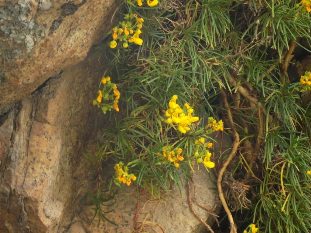 Calceolaria Pinifolia