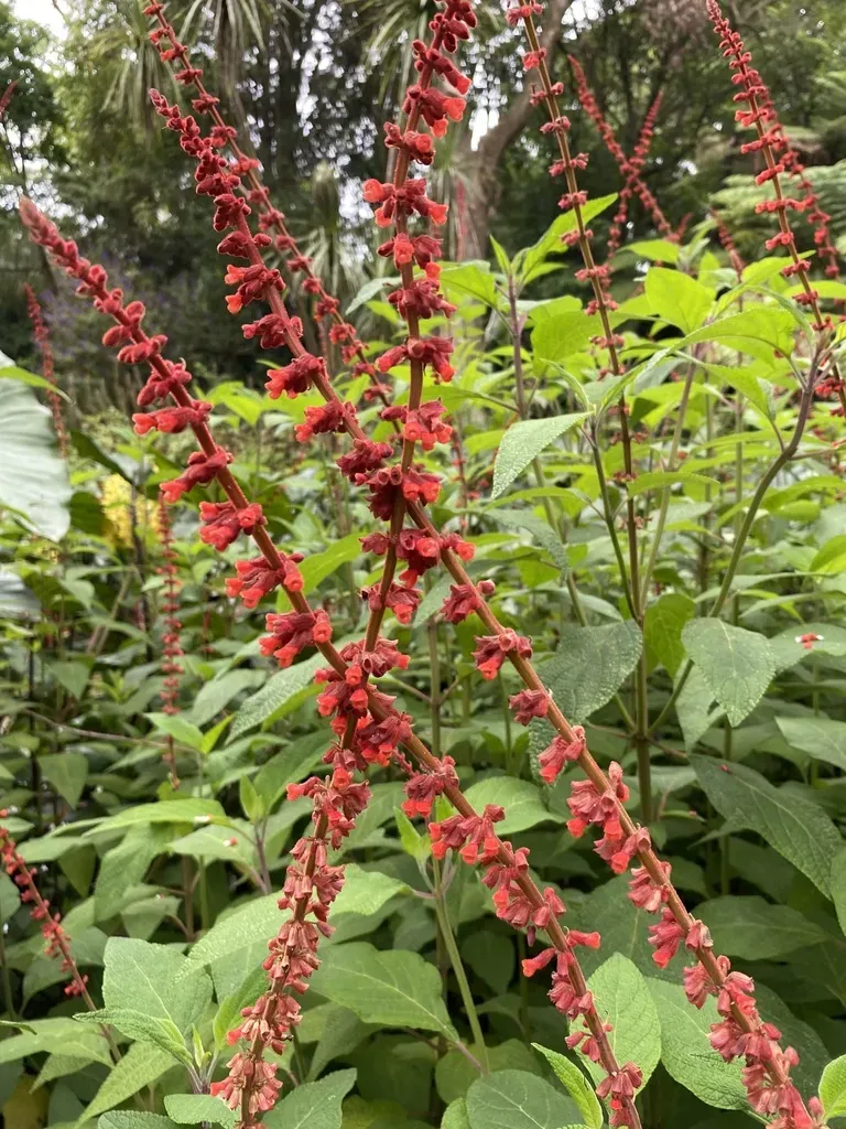 Salvia Confertiflora