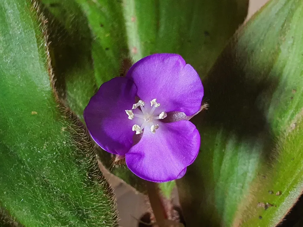 Brown Spiderwort