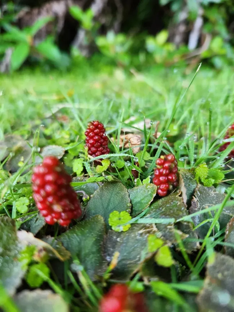 Gunnera Prorepens
