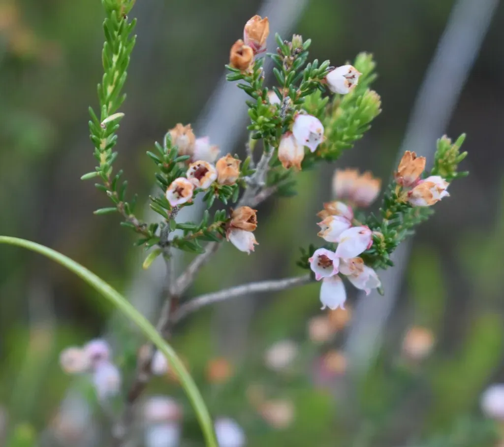 White Limestone Heath