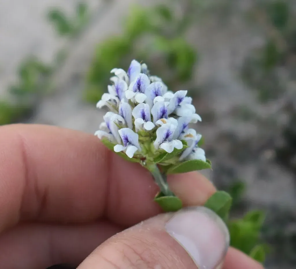 Psoralea Sabulosa