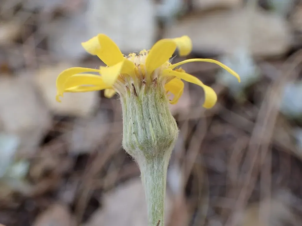 Flagstaff Ragwort