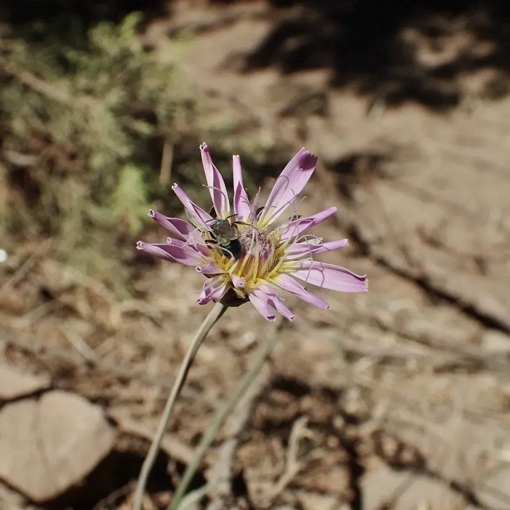 Pinaropappus Junceus