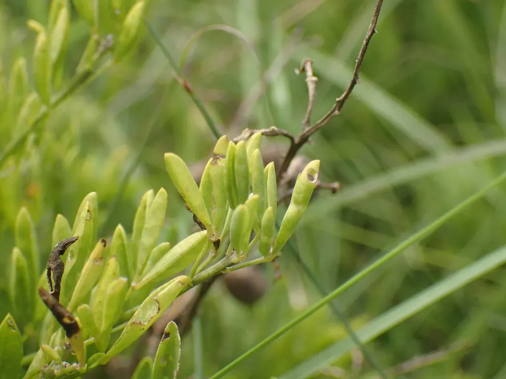Round Pod Rattle Bush