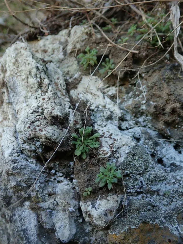 Monanthes Brachycaulos