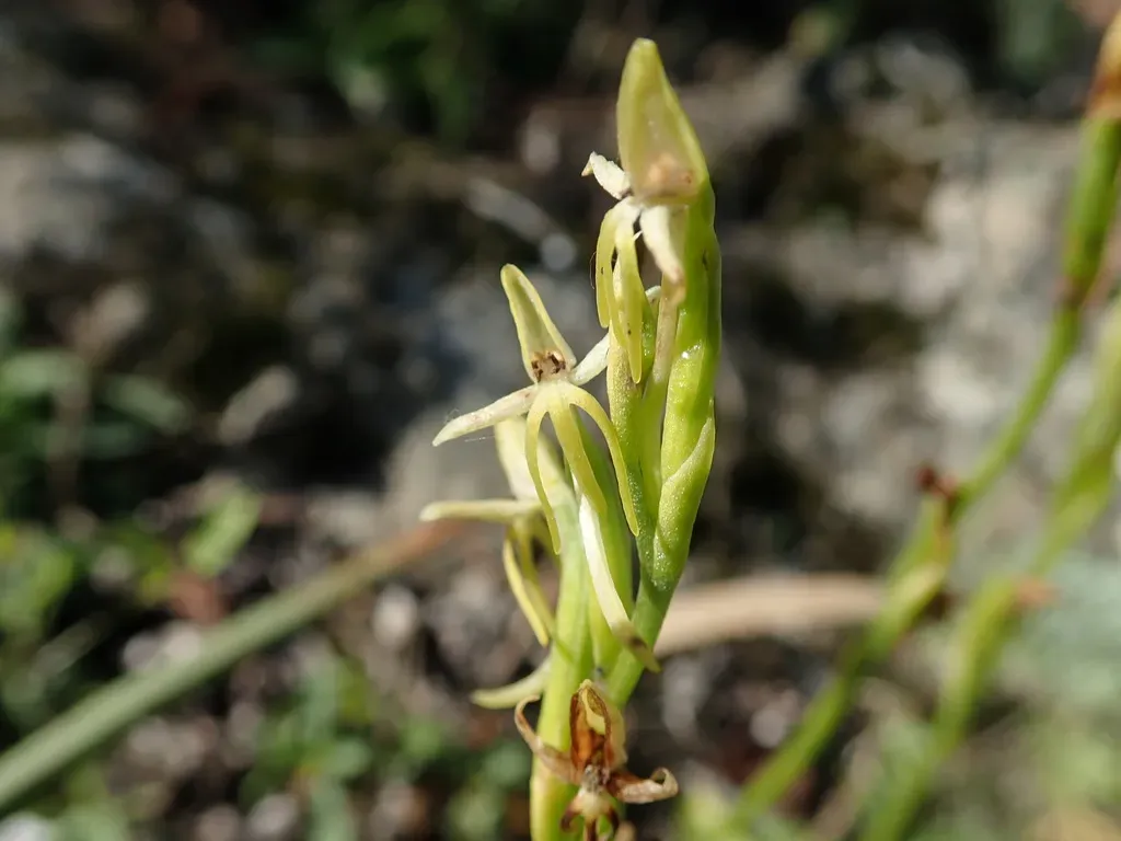 Canary Three-finger Orchid