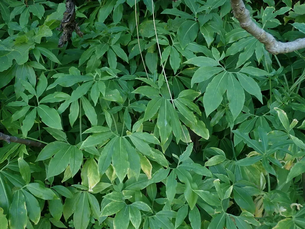 Canary Island Dragon Arum